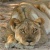 lioness017