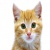 MiniCat