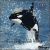 Orca Sunrise