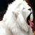 RabidBearLove