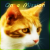 Rainbowkat