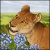 SimN�Bro