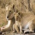 TheLionKingFan2003