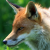 Vulpes