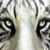 wildash99