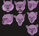Panthera head study