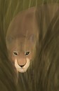 Stalking Aasha