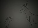two antelope