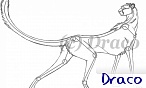 draco