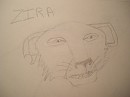 Zira, jeune lionceau