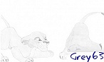 grey63 grey63