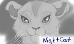 NightCat