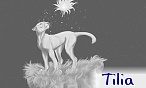 Tilia