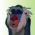 Rafiki