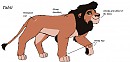 Tahti