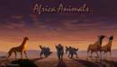 Africa animals