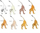 My lionesses! (: VOTE!