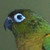 ParrotLoverCavy