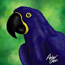 Hyacinth Macaw