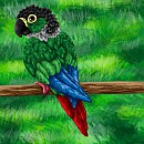 Green Cheek Conure