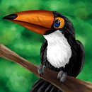 Toco Toucan