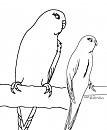 Budgerigar linearts (not to use!)