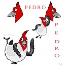 Pedro