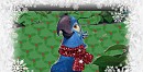 Blus Christmas avatar