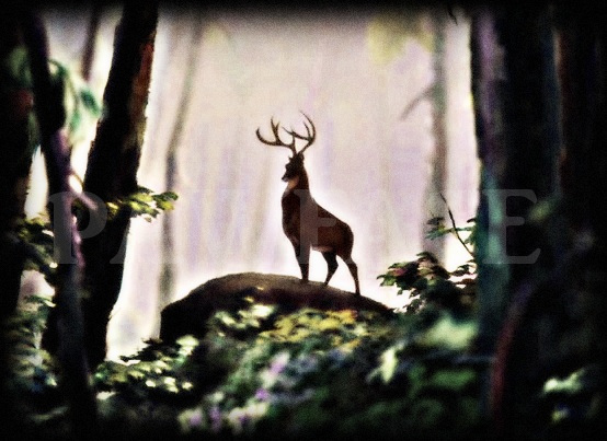 Bambi