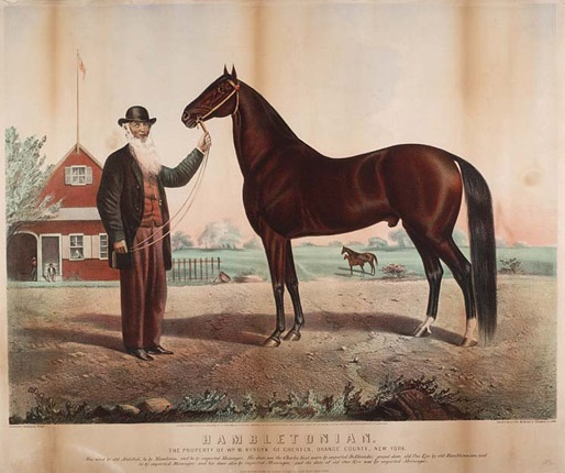 Horse