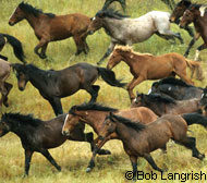 Appaloosa
