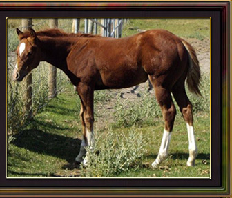 Horse
