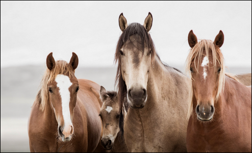 Herd