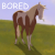Appaloosa Palooza