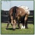 buckskin lover