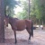 DarkForestStables