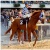 horses101