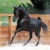 Solostar