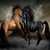 Untamed Flicka