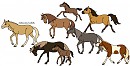 Cimarron Herd