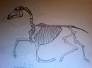 Anatomy