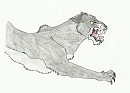 The Cougar