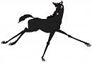 Young Strider