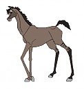 Cedar as a colt