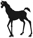 Portrait of Strider, as a colt
