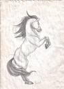 Wild Spirit