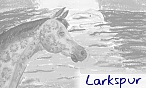 larkspur