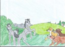 The Coyotes attack