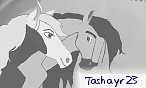 tashayr23