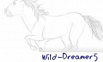 Wild-Dreamer5